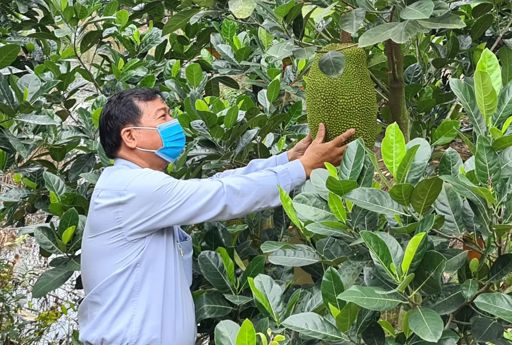 Nông dân thua lỗ vì nhiều loại trái cây rớt giá ảnh 1