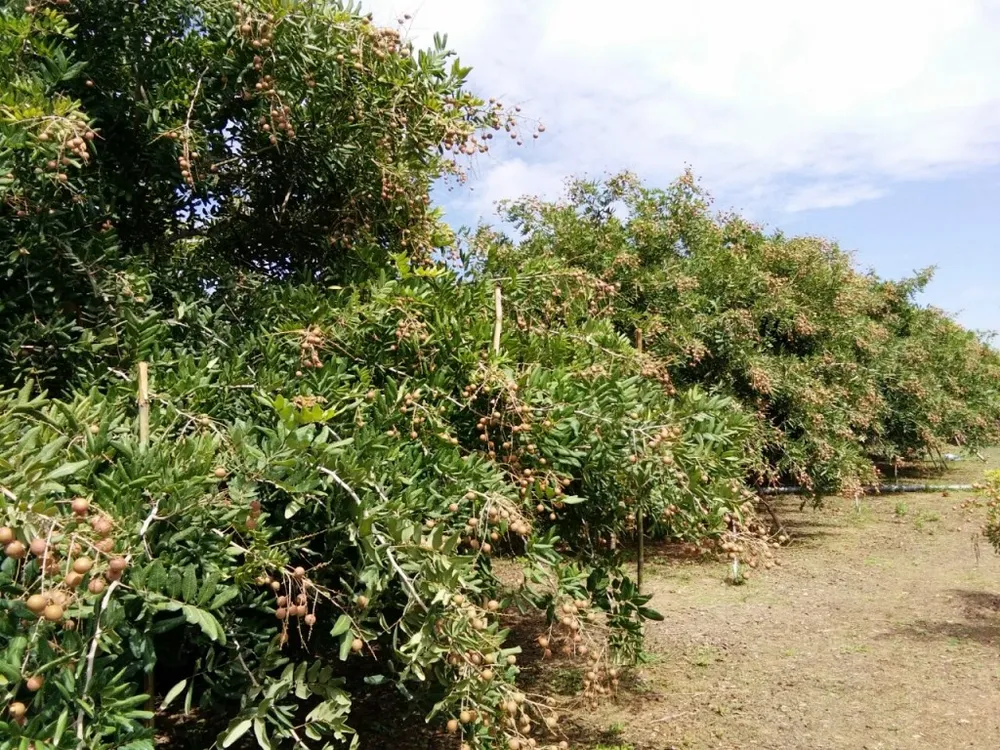 Đã tiêu thụ hàng trăm tấn nhãn cho nông dân ở An Giang  ảnh 3