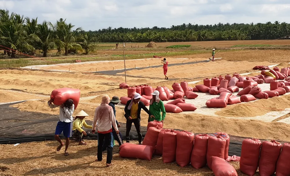 Xuống giống sớm 400.000 ha lúa đông xuân 2021-2022 trong tháng 10  ảnh 2