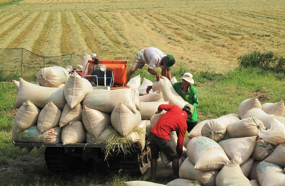 Xuống giống sớm 400.000 ha lúa đông xuân 2021-2022 trong tháng 10  ảnh 1