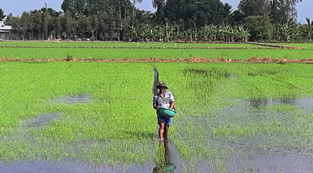 Giá phân bón ở ĐBSCL tiếp tục tăng cao, nông dân gặp khó ảnh 2