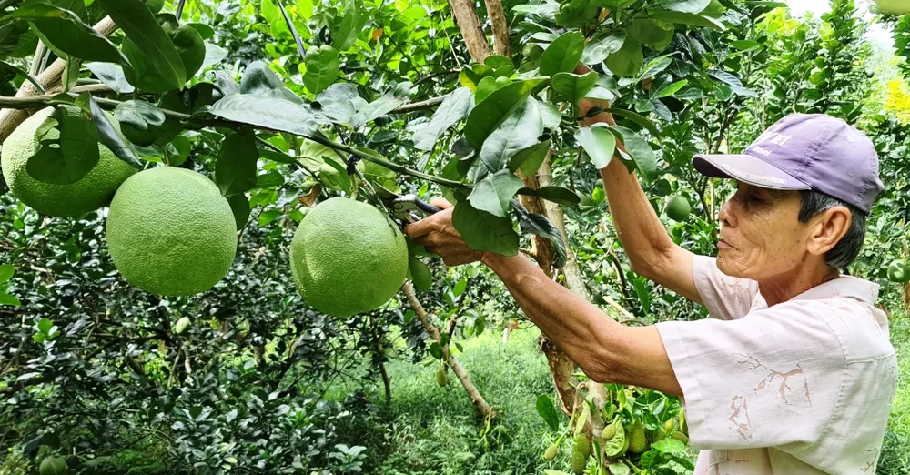 Trái cây ĐBSCL vào vụ tết ảnh 3