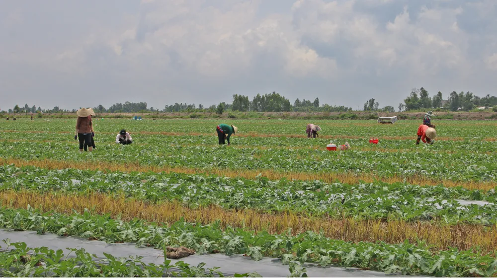 Trái cây ĐBSCL vào vụ tết ảnh 2