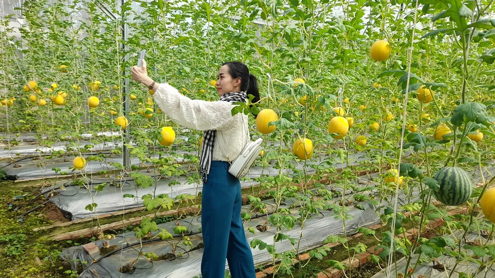 Dưa hấu vàng chưng tết ở Vĩnh Long hút hàng ảnh 3