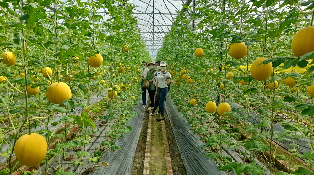 Dưa hấu vàng chưng tết ở Vĩnh Long hút hàng ảnh 1