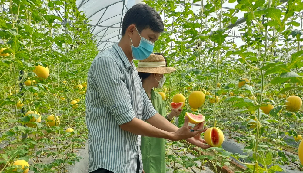 Dưa hấu vàng chưng tết ở Vĩnh Long hút hàng ảnh 2