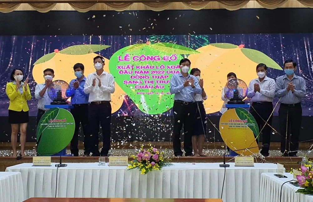 Đồng Tháp xuất khẩu lô xoài đầu tiên vào thị trường EU với giá 11-13 euro/kg ảnh 1