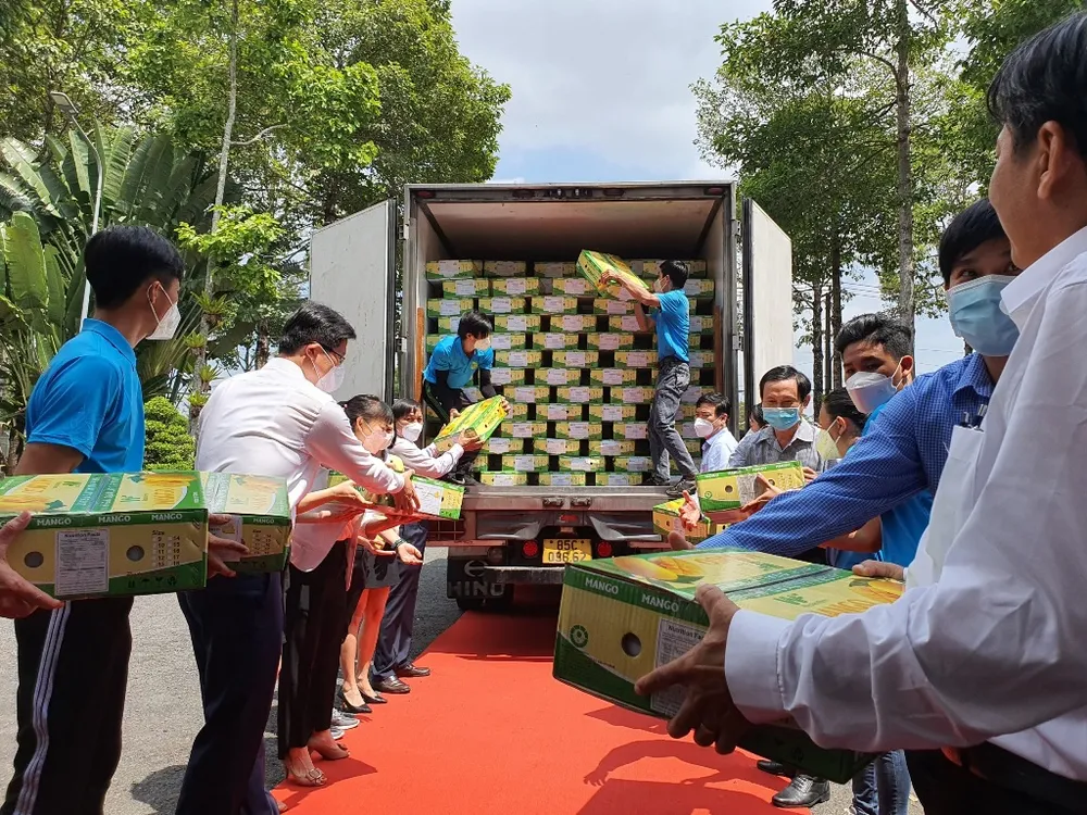 Đồng Tháp xuất khẩu lô xoài đầu tiên vào thị trường EU với giá 11-13 euro/kg ảnh 2