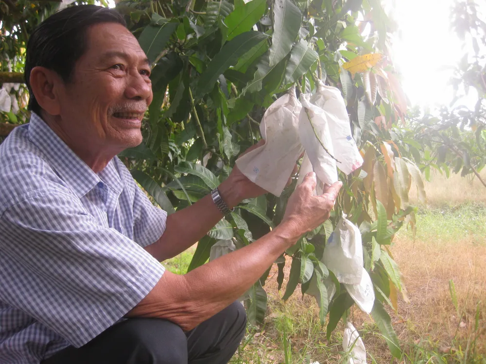 Đồng Tháp xuất khẩu lô xoài đầu tiên vào thị trường EU với giá 11-13 euro/kg ảnh 4