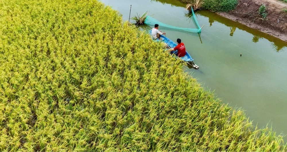 Lúa đông xuân ở vùng Nam bộ đạt hơn 11,3 triệu tấn  ảnh 1