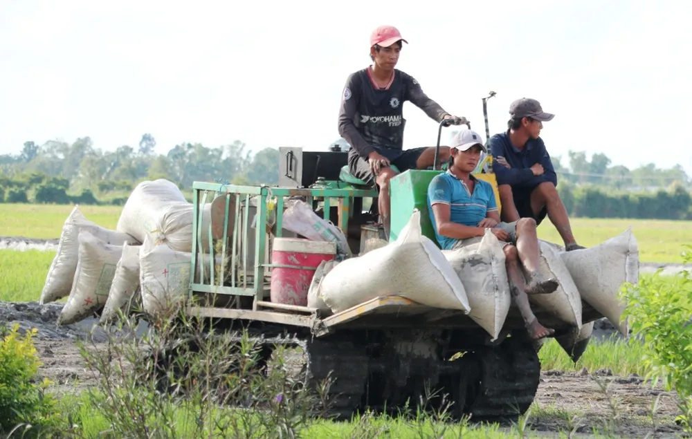 Lúa đông xuân ở vùng Nam bộ đạt hơn 11,3 triệu tấn  ảnh 2