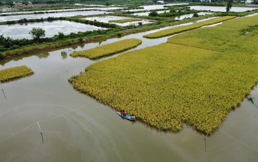 Thu lời hàng trăm triệu đồng từ sản xuất gạo sạch ảnh 1