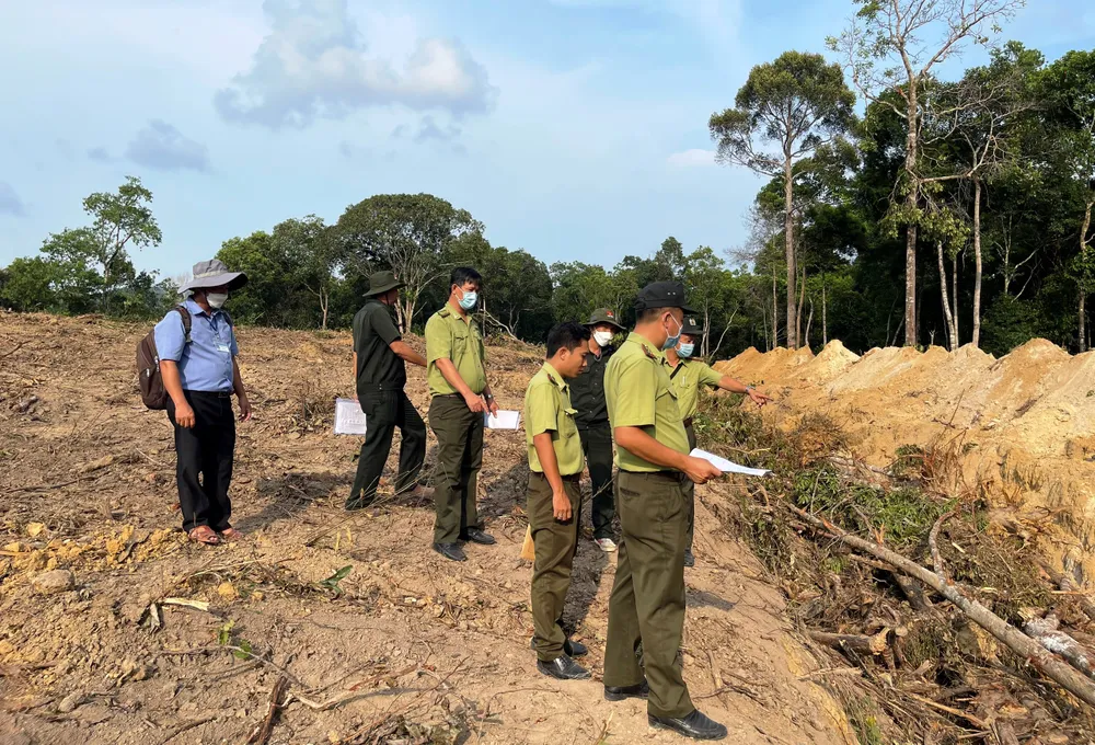 Phát hiện nhóm người dùng xe cơ giới phá rừng ở Phú Quốc ảnh 1