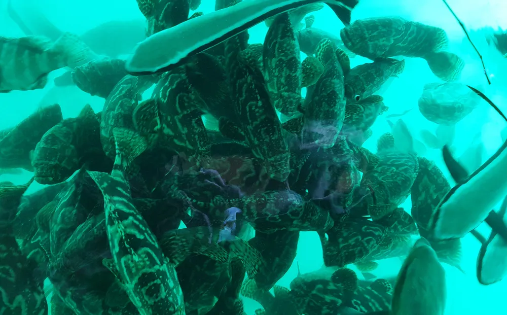 Kiên Giang: Giá thủy hải sản tăng mạnh ảnh 1