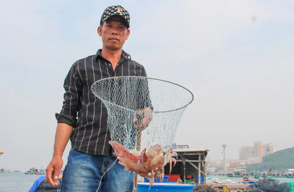 Mực ống nhỏ sau 1 tháng nuôi trong lồng bè sẽ đạt trọng lượng 14-15 con/kg, giá bán tại chỗ lên tới 500.000 đồng/kg. Ảnh: CTV Mực ống nhỏ sau 1 tháng nuôi trong lồng bè sẽ đạt trọng lượng 14-15 con/kg, giá bán tại chỗ lên tới 500.000 đồng/kg. Ảnh: CTV