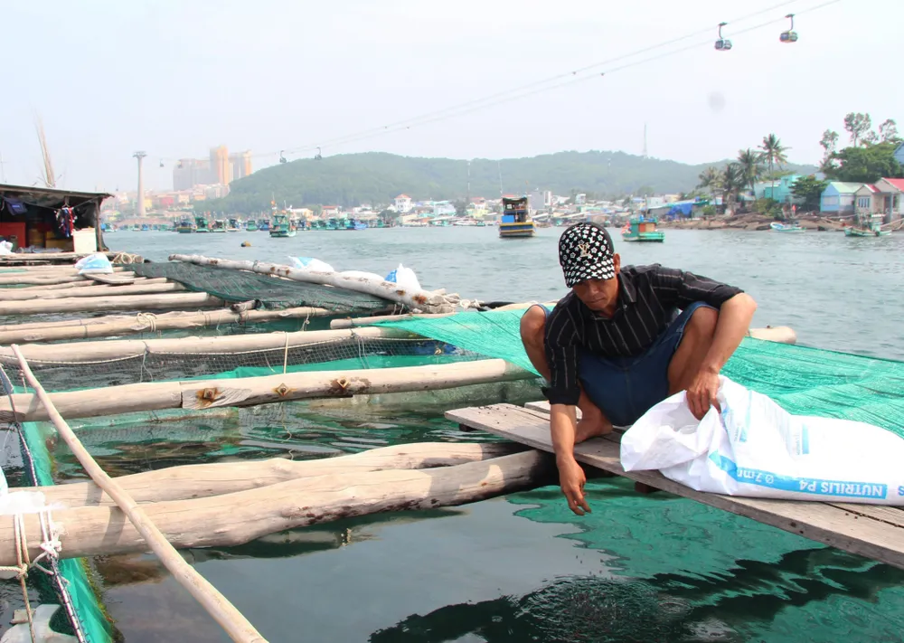 Ông Quang là người đầu tiên mạnh dạn thí điểm thả nuôi mực ống trong bè nuôi cá. Ảnh: CTV Ông Quang là người đầu tiên mạnh dạn thí điểm thả nuôi mực ống trong bè nuôi cá. Ảnh: CTV
