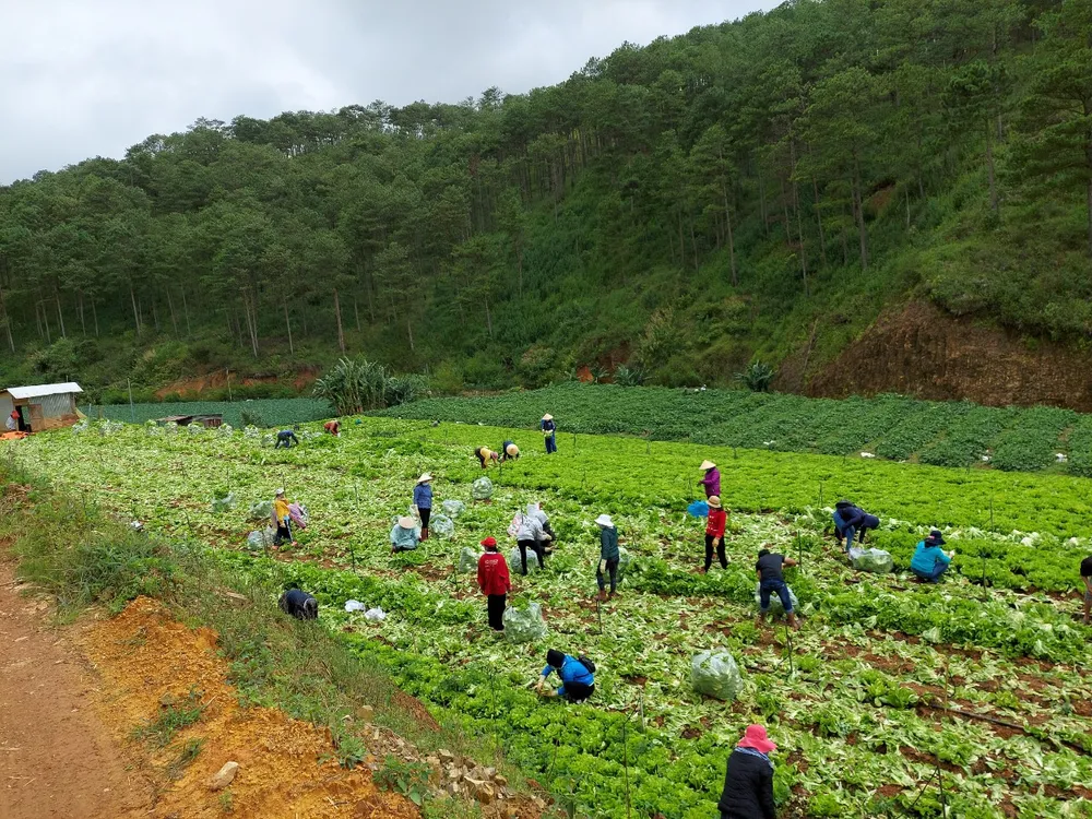 Tỉnh Lâm Đồng hỗ trợ hơn 6.000 tấn nông sản cho các tỉnh bị dịch Covid-19 ảnh 1