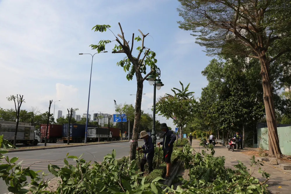 Kiểm tra, rà soát toàn diện về tình hình sinh trưởng, phát triển và khả năng đảm bảo an toàn của cây xanh trên địa bàn TP. Ảnh: QUỐC HÙNG