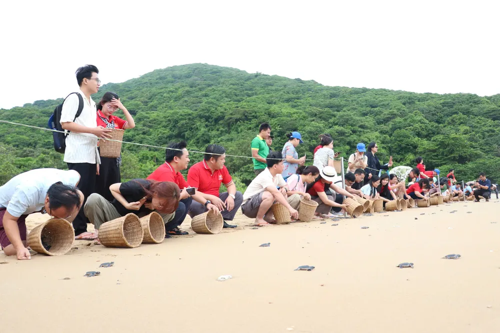 Các đại biểu thả rùa con về biển