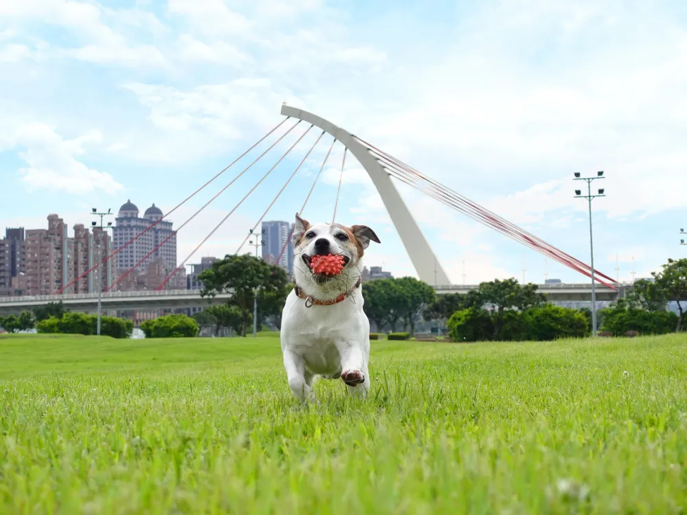 Sony ra mắt máy ảnh kỹ thuật số nhỏ gọn Sony ZV-1 ảnh 6