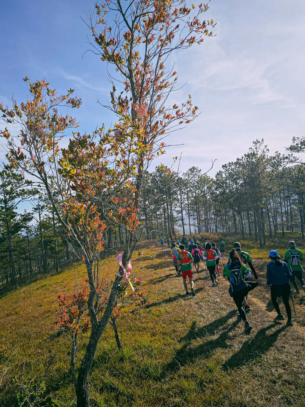 Không chỉ có thông