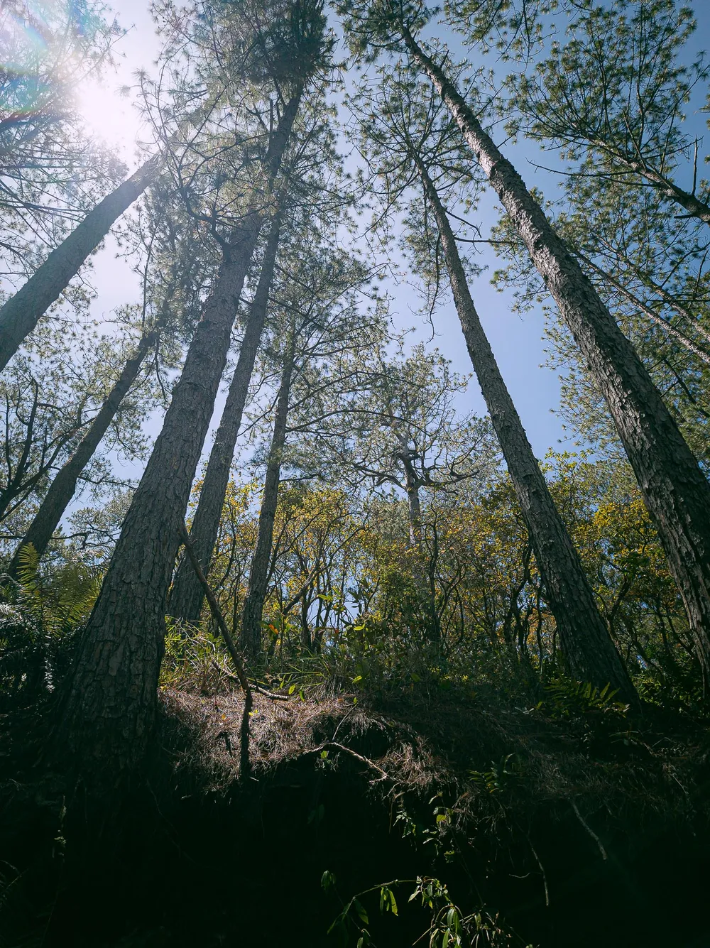 Cây cỏ khác đã chen vào những hàng thông