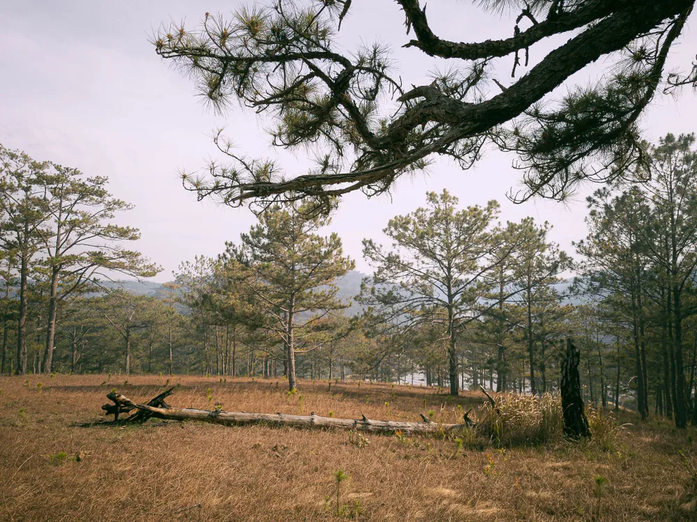 Rừng thông ngày càng thưa thớt