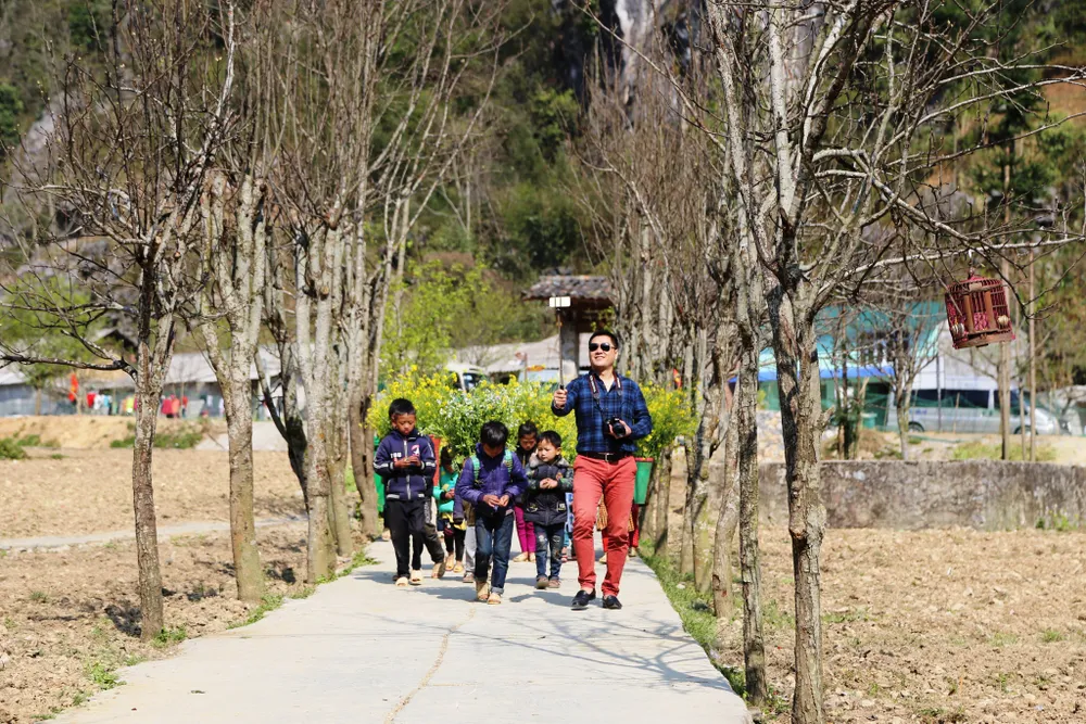 Rạng rỡ sắc hoa trên cao nguyên đá Đồng Văn ảnh 4