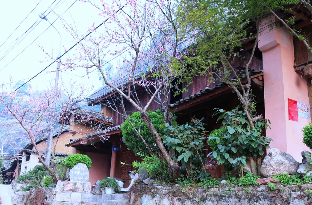 Rạng rỡ sắc hoa trên cao nguyên đá Đồng Văn ảnh 5