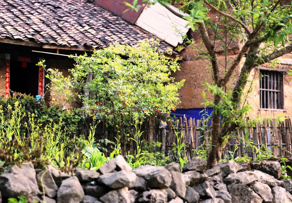 Rạng rỡ sắc hoa trên cao nguyên đá Đồng Văn ảnh 9