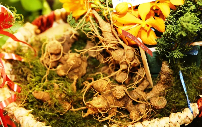Triển lãm Sâm Ngọc Linh ra mắt người dân thủ đô