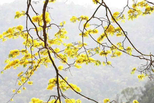 Đẹp nao lòng với “đại lão mai vàng” trên non thiêng Yên Tử ảnh 5