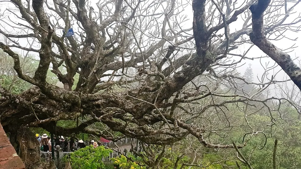 Sắc xuân trên non thiêng Yên Tử  ảnh 3