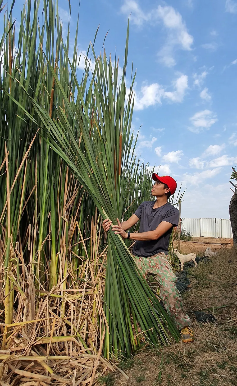 Những chiếc bánh chưng trên đất Nam Sudan ảnh 1