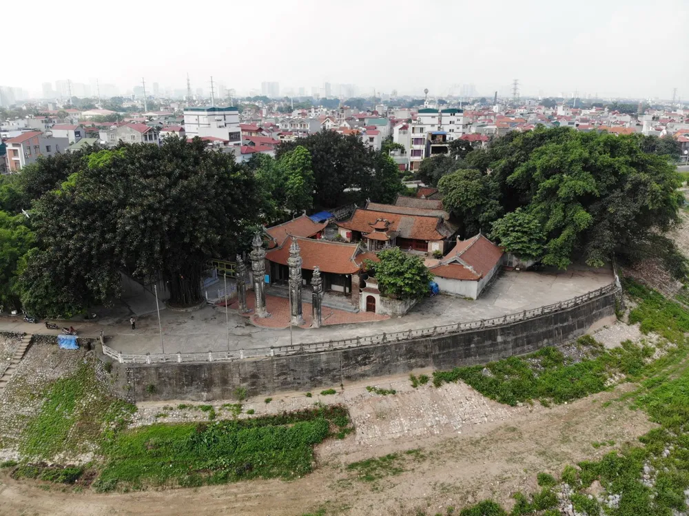 Cận cảnh cây đa khổng lồ bị chặt hạ tại đình Chèm ảnh 2