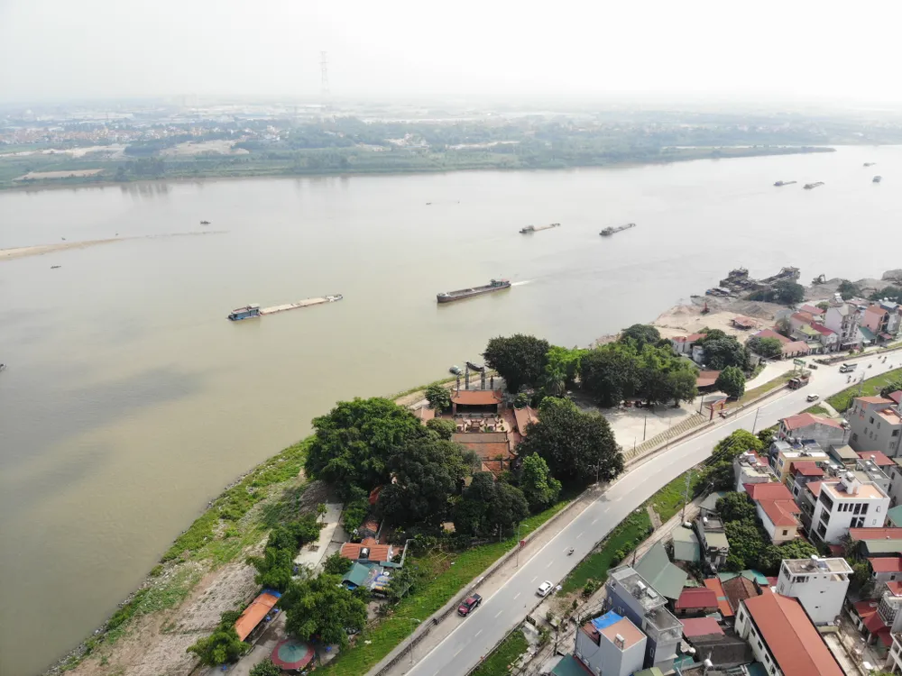 Cận cảnh cây đa khổng lồ bị chặt hạ tại đình Chèm ảnh 1