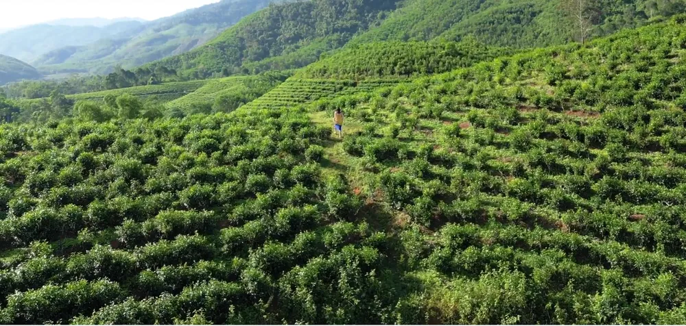 Quảng Nam “tung” clip khám phá điểm du lịch xanh ảnh 3