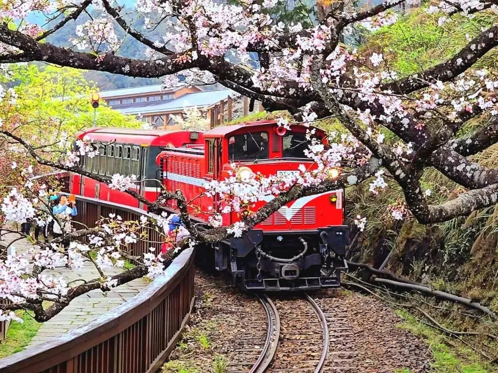 Alishan Đài Loan.jpg