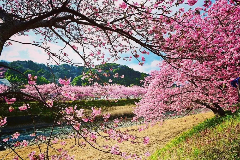 Shizuoka Nhật Bản.jpg