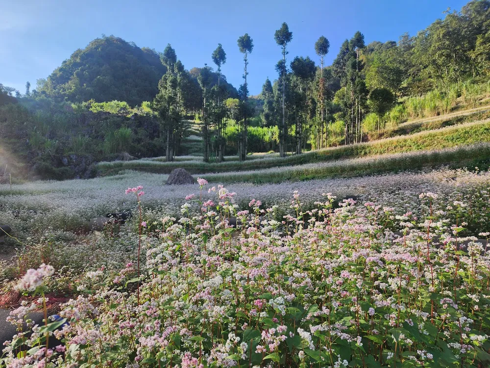Mùa hoa tam giác mạch ở Hà Giang 