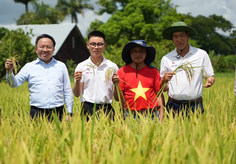Đoàn làm phim cùng các chuyên gia Việt Nam trên cánh đồng trĩu hạt ở Cu Ba