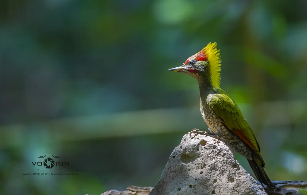 Gõ kiến xanh cánh đỏ - Lesser Yellownape-2.JPG