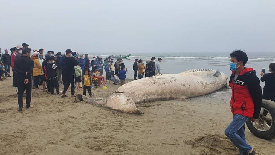 逾10噸重鯨魚屍體漂浮到岸邊
