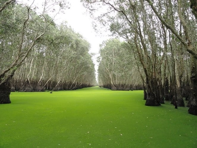 體驗茶師日式“森林浴”藝術 ảnh 3