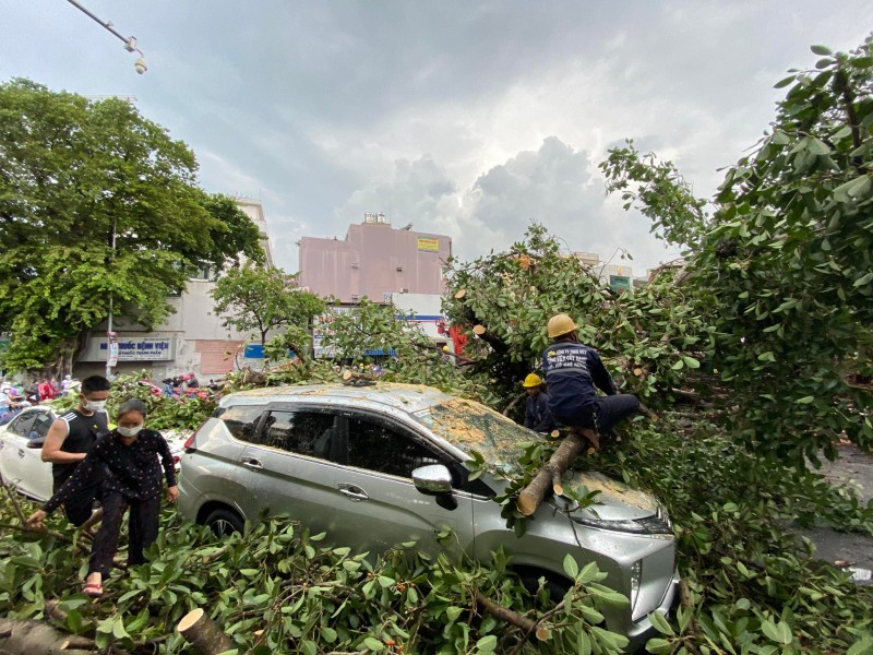 古榕樹連根拔起壓住兩汽車