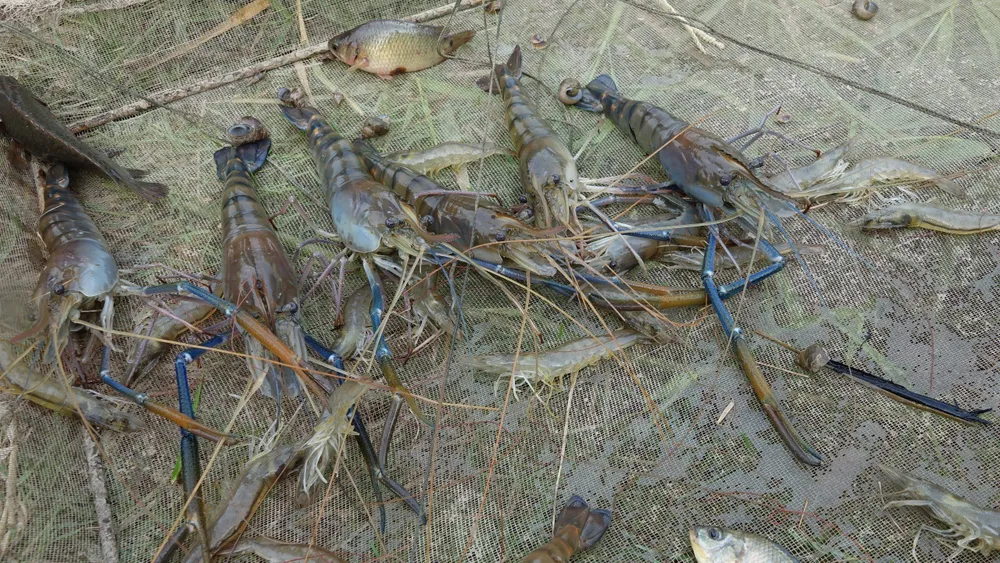 Tôm càng xanh không lớn, giá bán giảm mạnh so với những năm trước (1).jpg