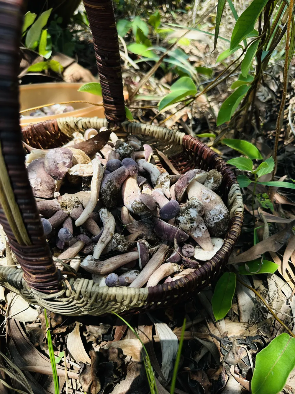 Hình 12 - Thành quả sau buổi thu hoạch nấm tràm.jpg