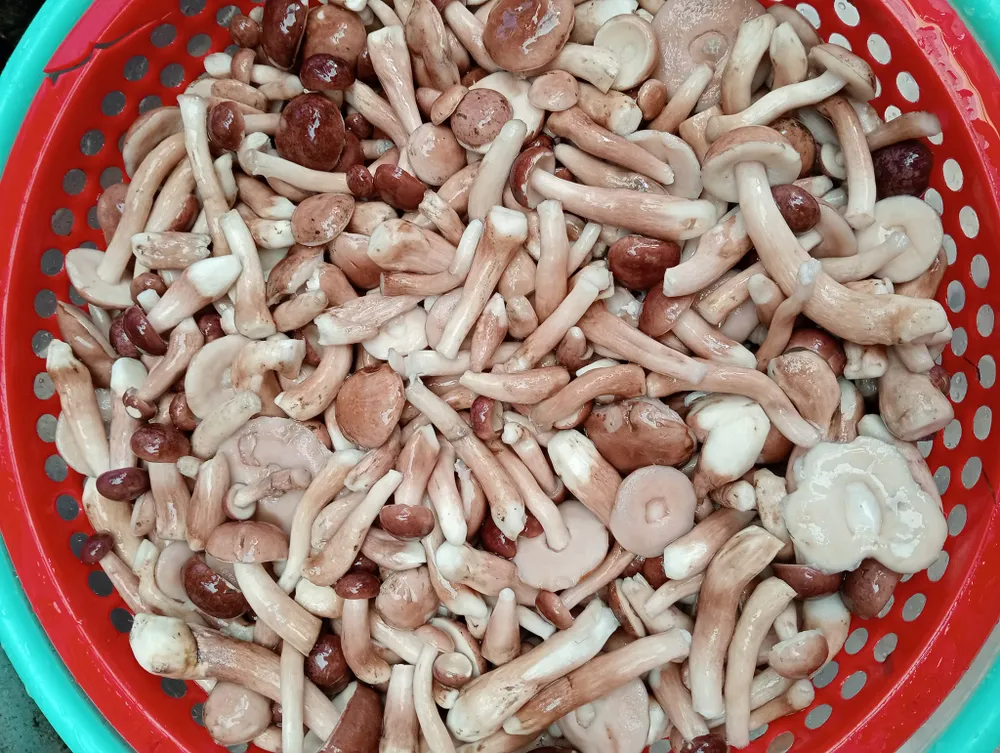 Hình 20 - Nấm tràm sau khi được sơ chế, luộc qua với nước muối cho bớt đắng.jpg