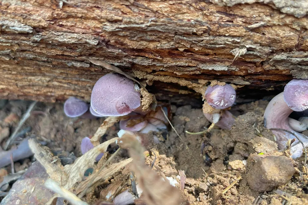 Hình 4 - Nấm tràm mọc dưới những tán cây tràm, sau những cơn mưa đầu mùa.jpg