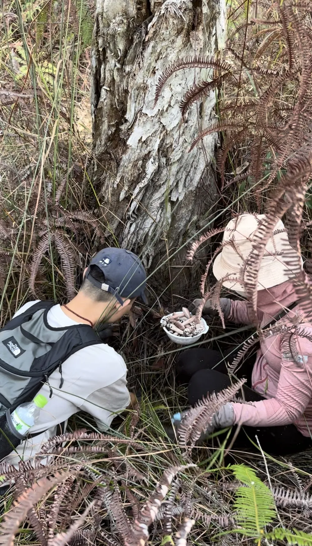 Hình 8 - Người dân tìm nấm tràm ở những gốc tràm khô, bụi cỏ.jpg